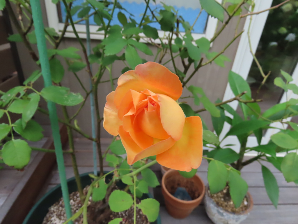 庭の薔薇2
