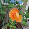庭の薔薇2