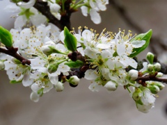 ズミの花