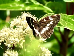 ノリウツギの食卓①