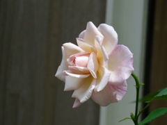 庭のバラ