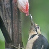 今朝のアカゲラ君ー顎から