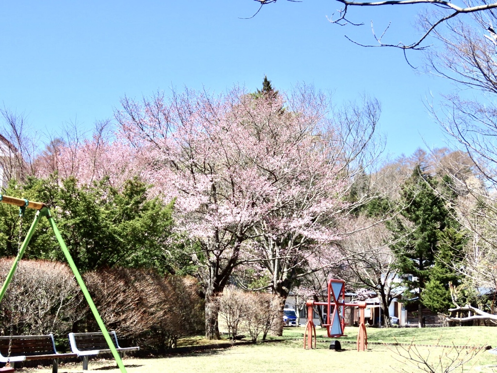 公園のオオヤマザクラ