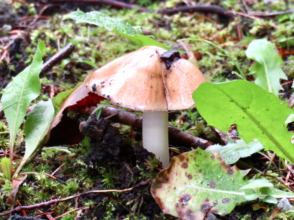苔の間からニョッキリ