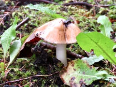 苔の間からニョッキリ