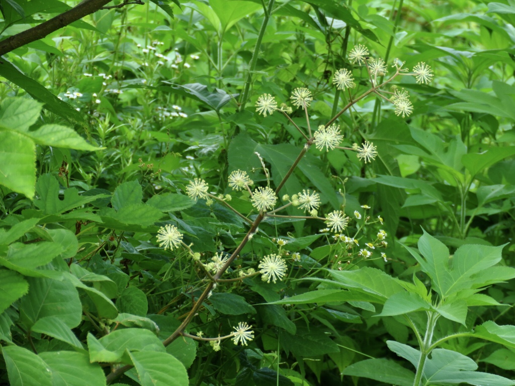 ヤマウドの花