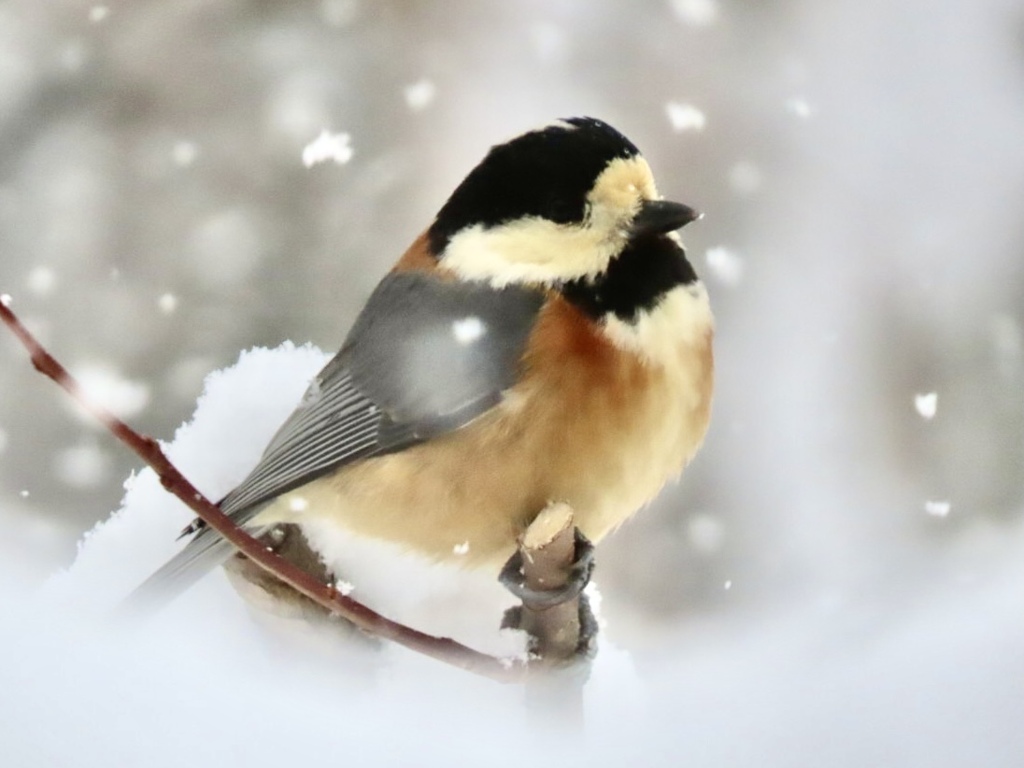 雪と野鳥③