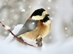 雪と野鳥③