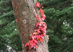 紅葉(ツタウルシ)
