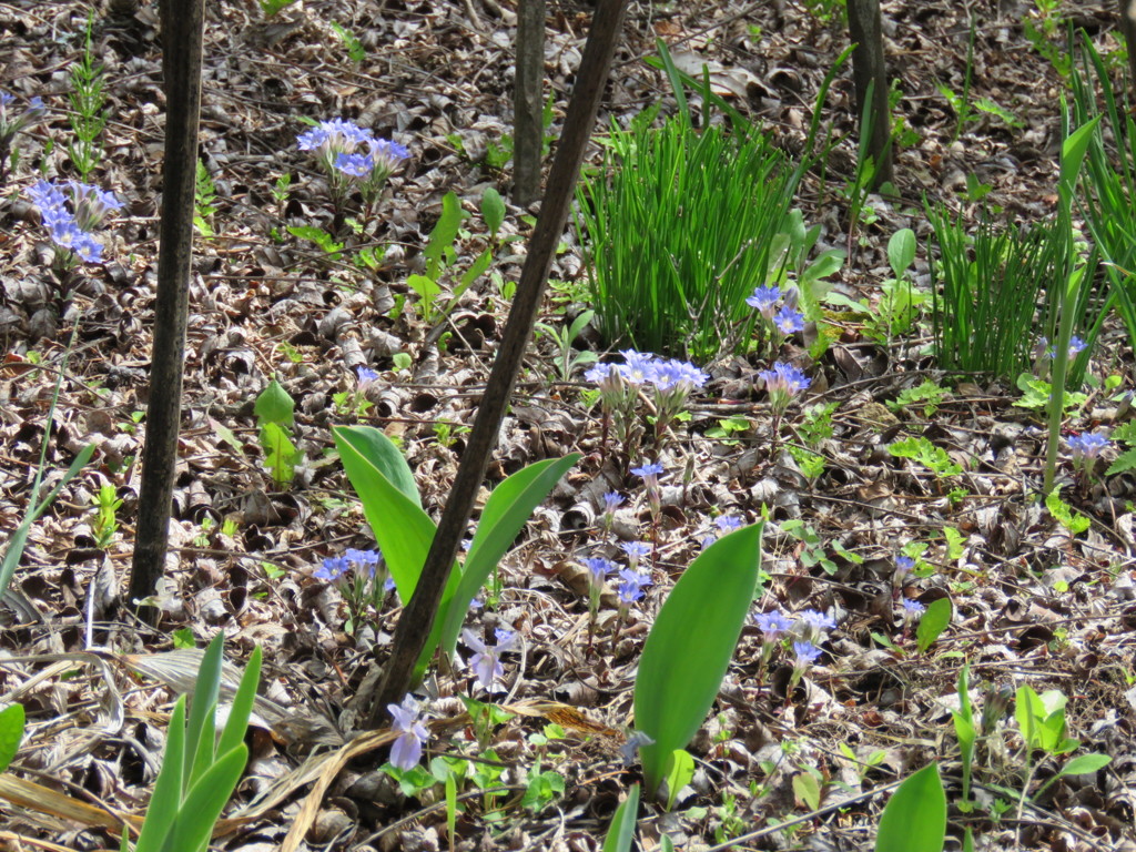 フデリンドウの群落