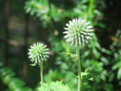 庭の瑠璃玉アザミ