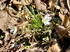 野生の雪割草2