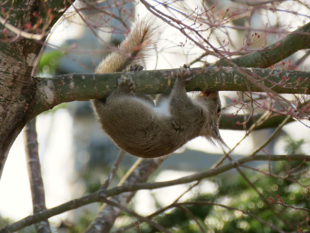 逆立ちで