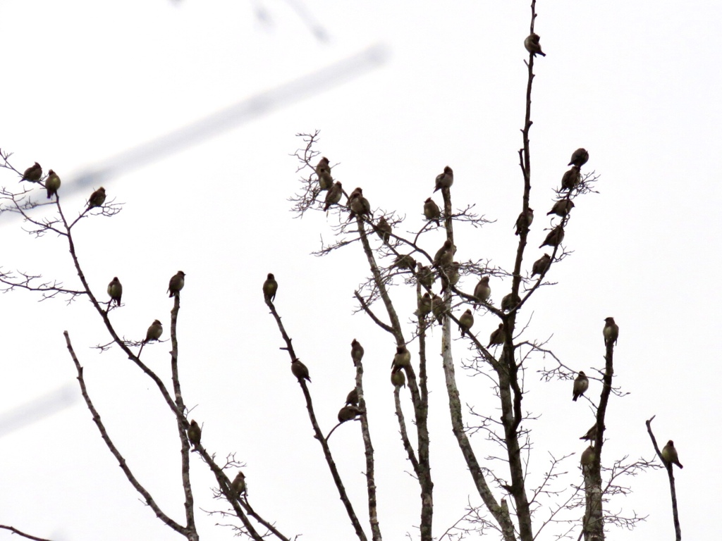 鳥の群れ