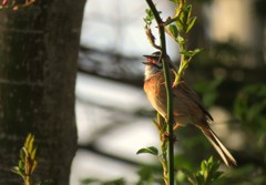 庭に来た鳥