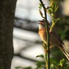 庭に来た鳥