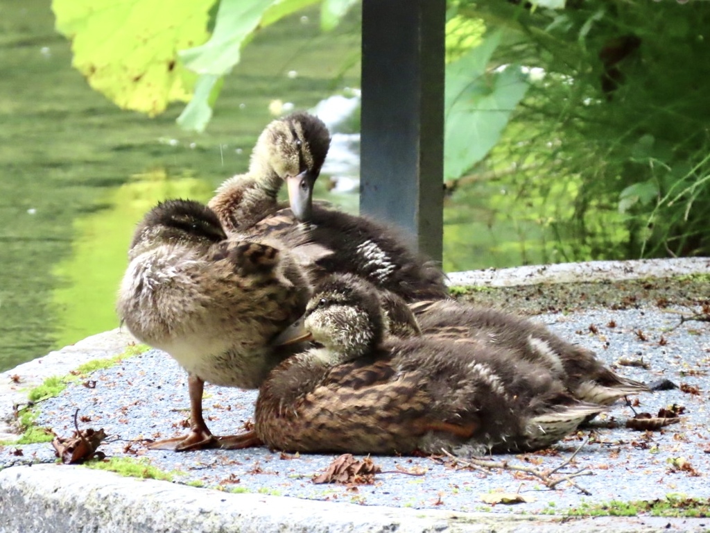 若鳥達