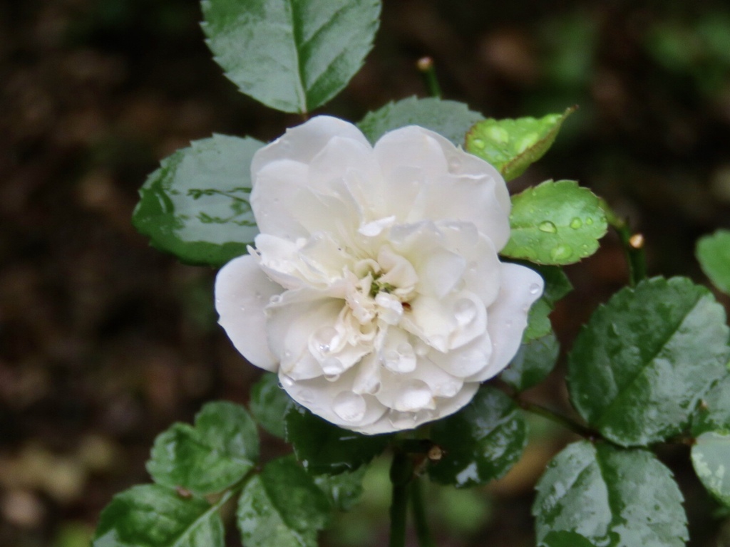 ミニ薔薇