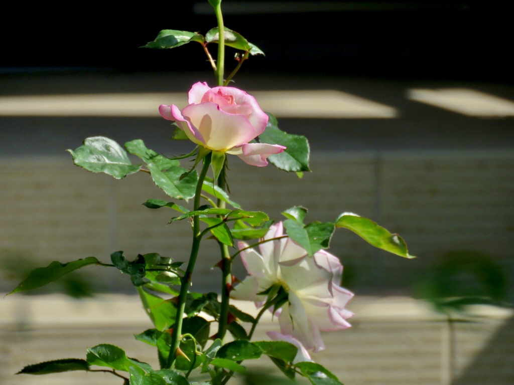 綺麗な薔薇