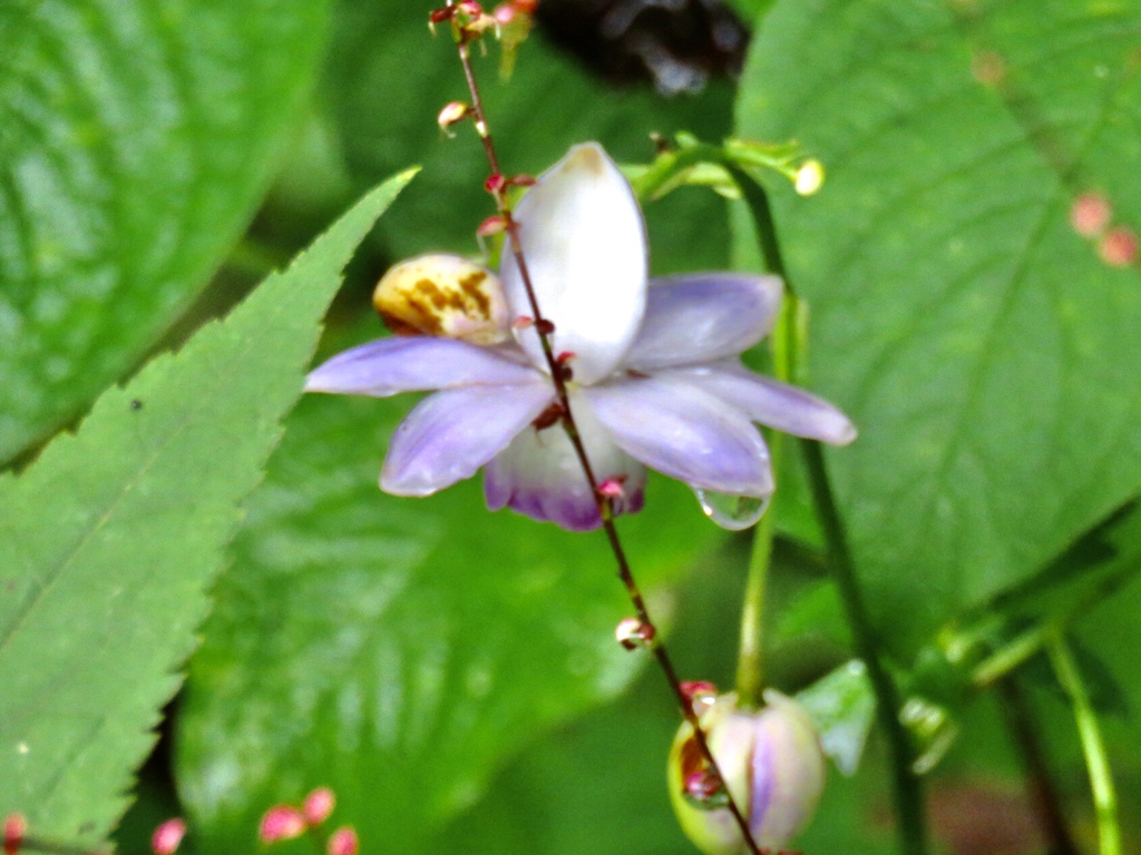 名残り花