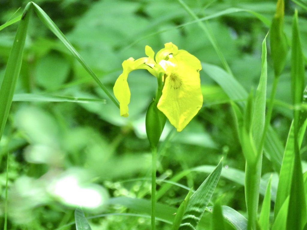 黄菖蒲