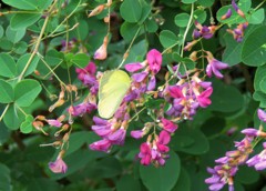 萩の花とキタキチョウ