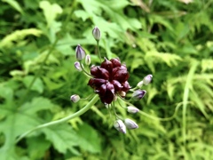 野蒜の花