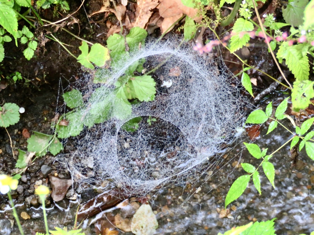 蜘蛛の巣