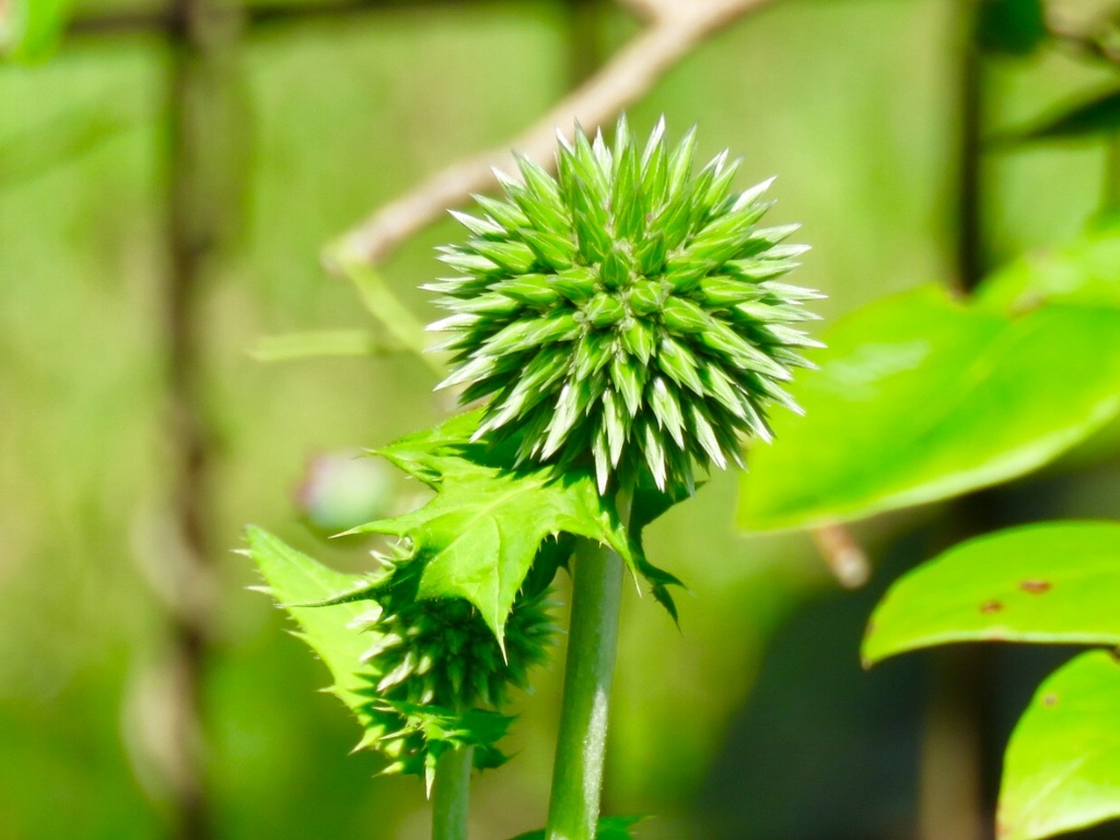 瑠璃玉薊の蕾