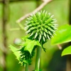 瑠璃玉薊の蕾