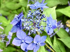 小花が弾けた