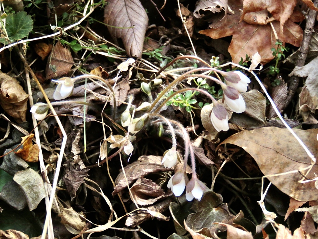 野生の雪割草