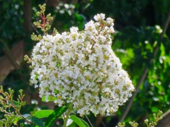 サルスベリ白花