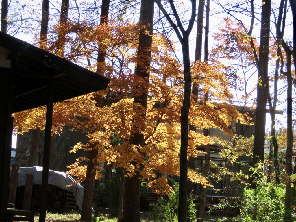 お写ん歩紅葉1