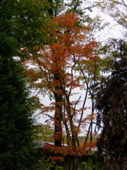 近所の紅葉7