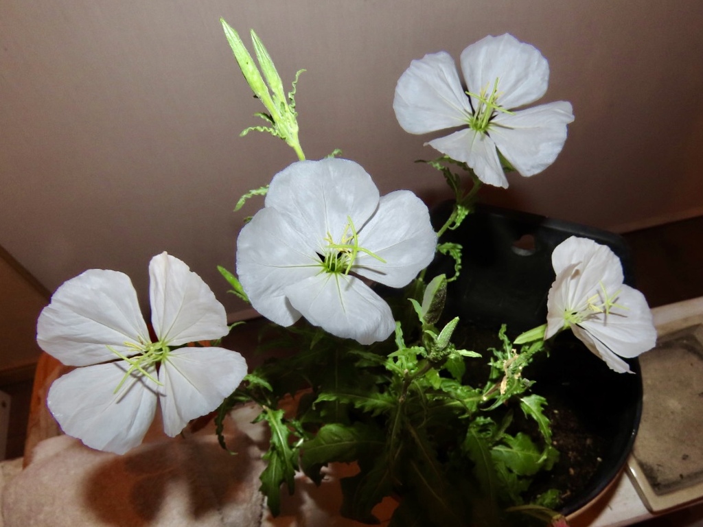 白い月見草