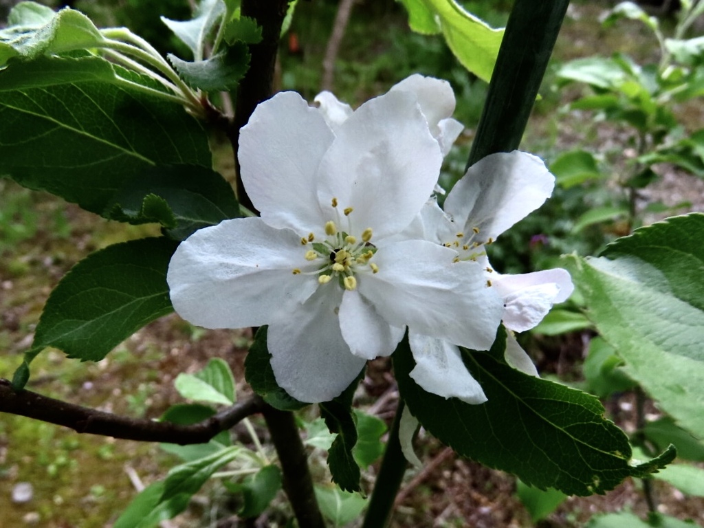 小さいのに大きな花