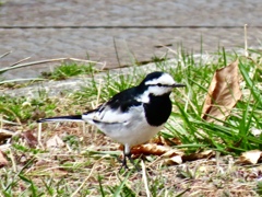 今日出会った野鳥1