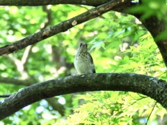 幼鳥1