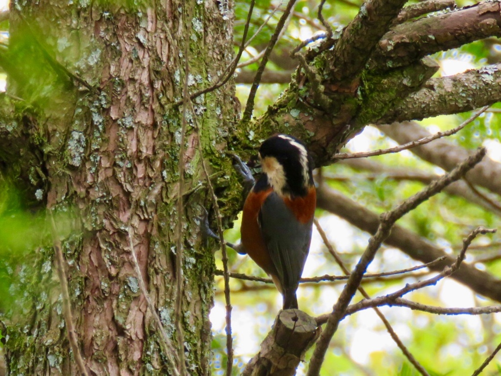 今日の野鳥