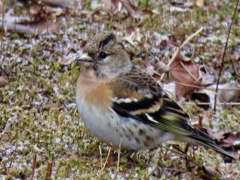 鳥納め1
