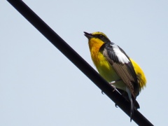 今朝の野鳥達2