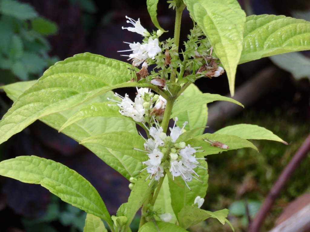 まだ咲いている