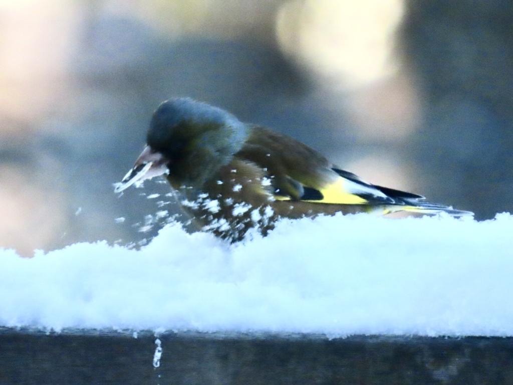 雪の中のカワラヒワ②