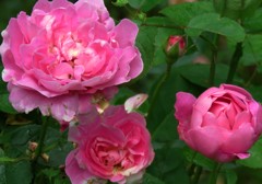 庭のバラシリーズ３