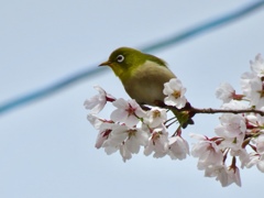 桜とメジロ2