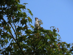 庭にきた野鳥