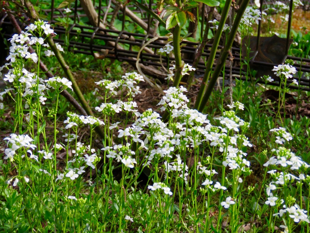 庭の花達9