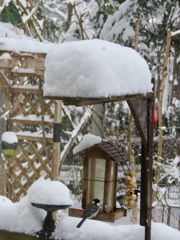 餌台の雪