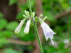 ツリガネニンジンの花